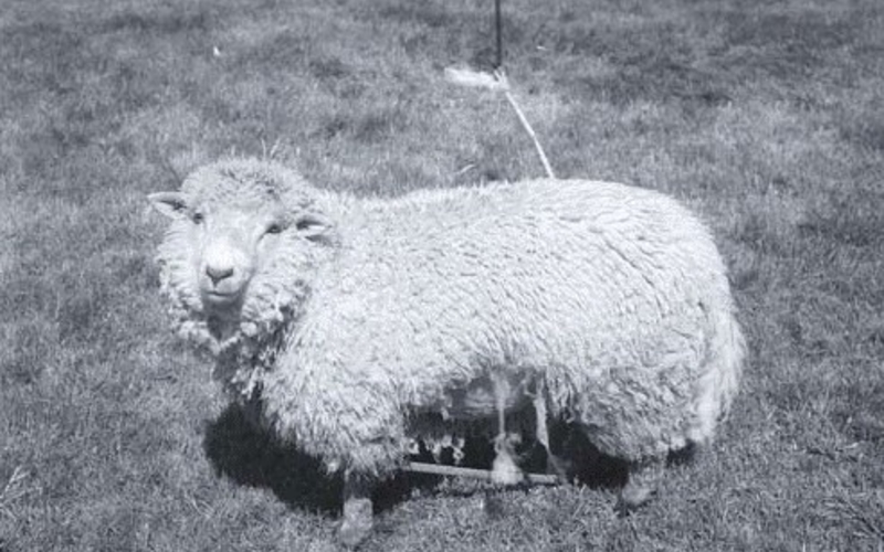 Dye sublimation print. Richard Benson. Tethered Sheep. 1995 (Printed 1998). 7 1/2 x 9 1/2" (19 x 24.1 cm). The Museum of Modern Art, New York. Gift of Richard Benson © Richard Benson. In the dye sublimation process, originally refined for military use, tiny heating elements transfer dyes to a paper support. This particular print was made using a single layer of black dye.
