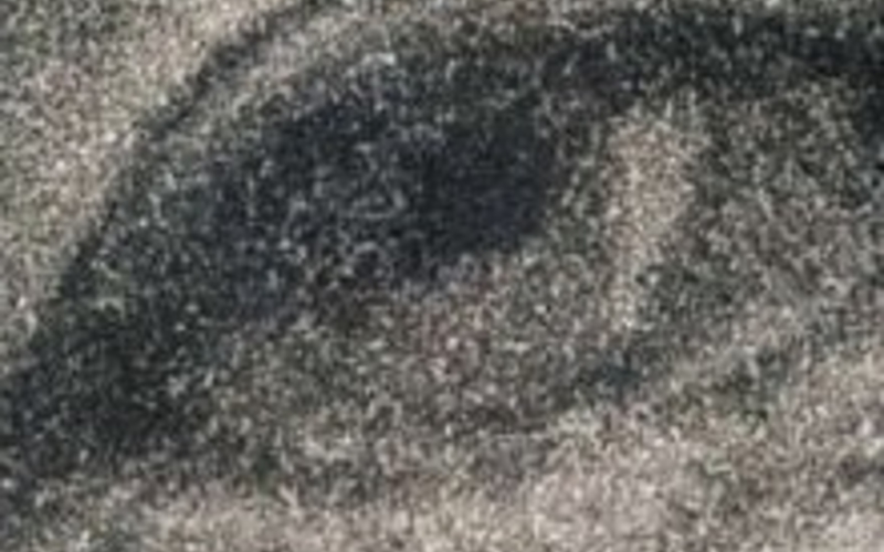Enlargement of Hand gravure. George C. Cox. Walt Whitman. c. 1887. 10 1/4 x 7 5/8" (26 x 19.4 cm). Printed by Photographische Gesellschaft, Berlin. The Museum of Modern Art, New York. Gift of Richard Benson. A seven-times enlargement showing the fine grain of the ink-bearing aquatint cells.