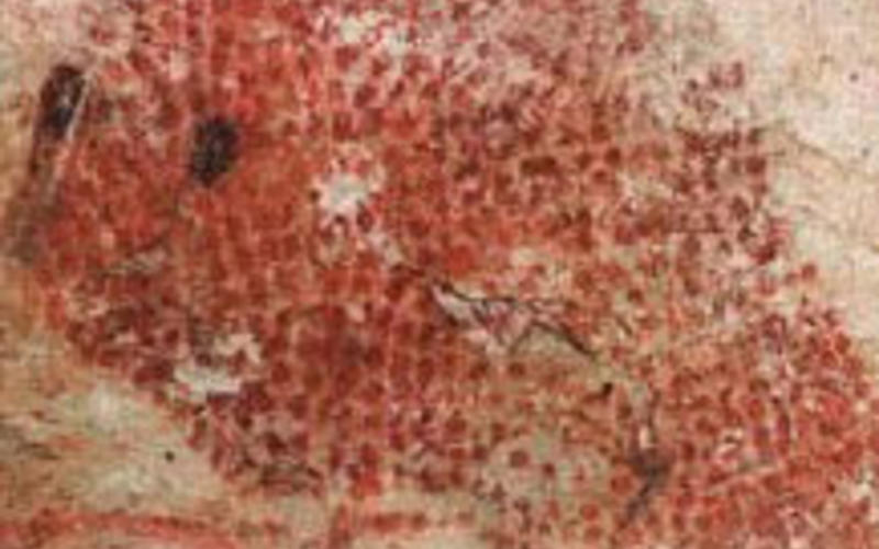 Pigment prints. Artist unknown. Hands from the walls of the Chauvet cave, Ardèche, France. c. 30,000 B.C. © Jean-Marie Chauvet, Eliette Brunel Deschamps, and Christian Hillaire.