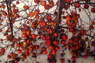 Bunches of branches with red apples.