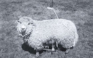 A sheep tied to a post stands on grass.