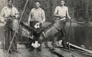Three men holding up a bird on a dock.