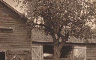 Barn with a tree in front.