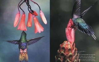 Magazine spread that depicts a blue-green bird feeding from a flower.