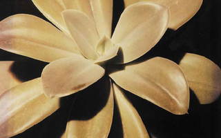 Closeup of a yellow plant.